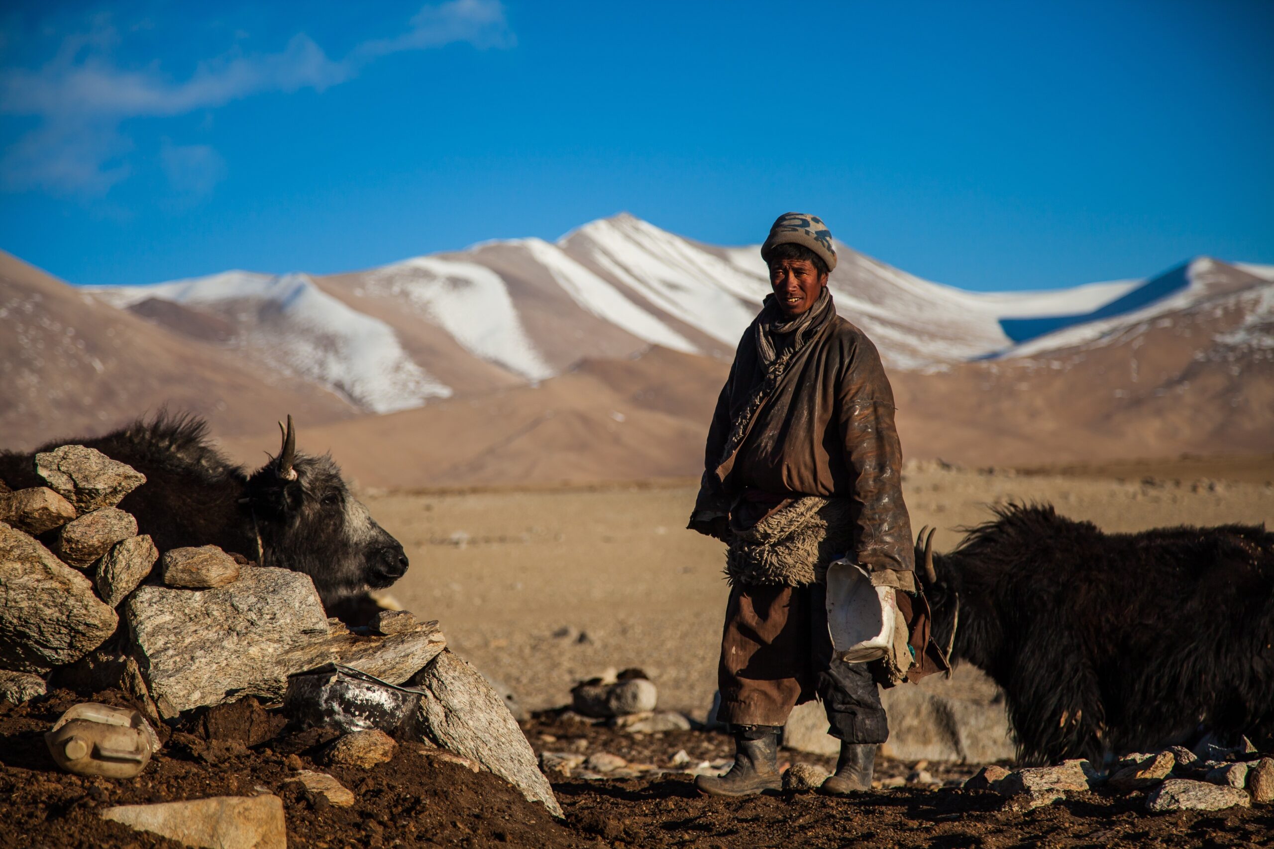 Yak Nomad